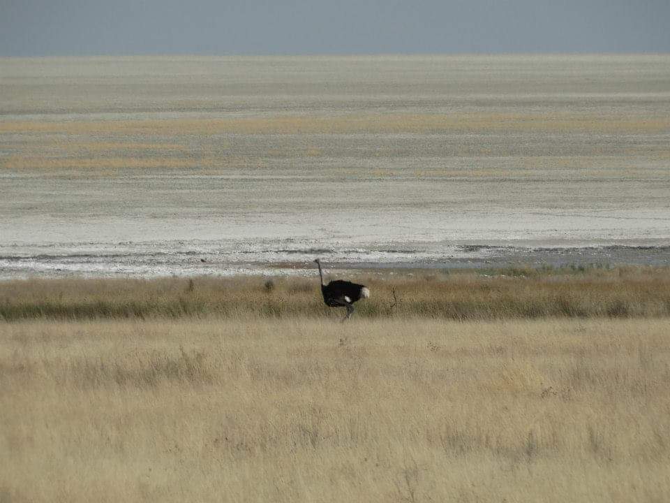 Etosha Birding for Beginners: How to Start a Manageable List