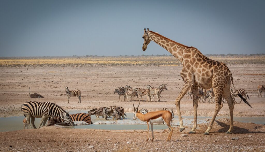 Quiet Etosha waterhole viewing represented by giraffe, zebra, springbok and ostrich using water together