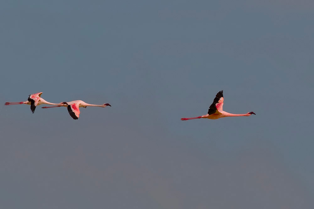 Lesser flamingos on the Etosha Pan during suitable wet conditions