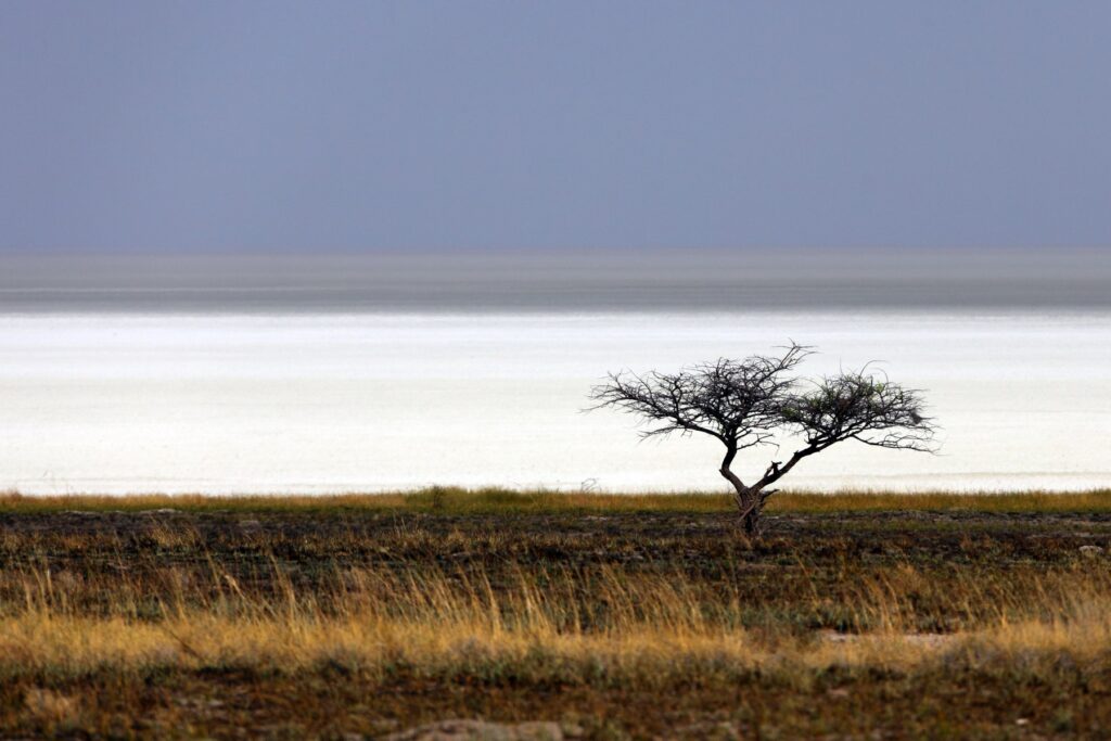 Etosha calcrete soils beside the pale salt-encrusted Etosha Pan