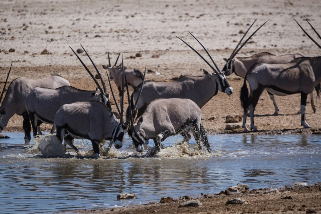 Gemsbokvlakte Waterhole guide illustrated by oryx at an Etosha waterhole