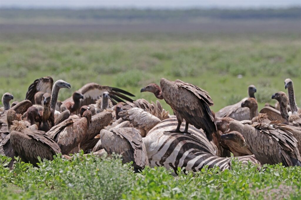 Etosha vultures including white-backed vultures feeding at a zebra carcass