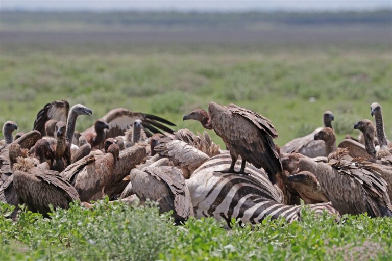 Etosha vultures including white-backed vultures feeding at a zebra carcass