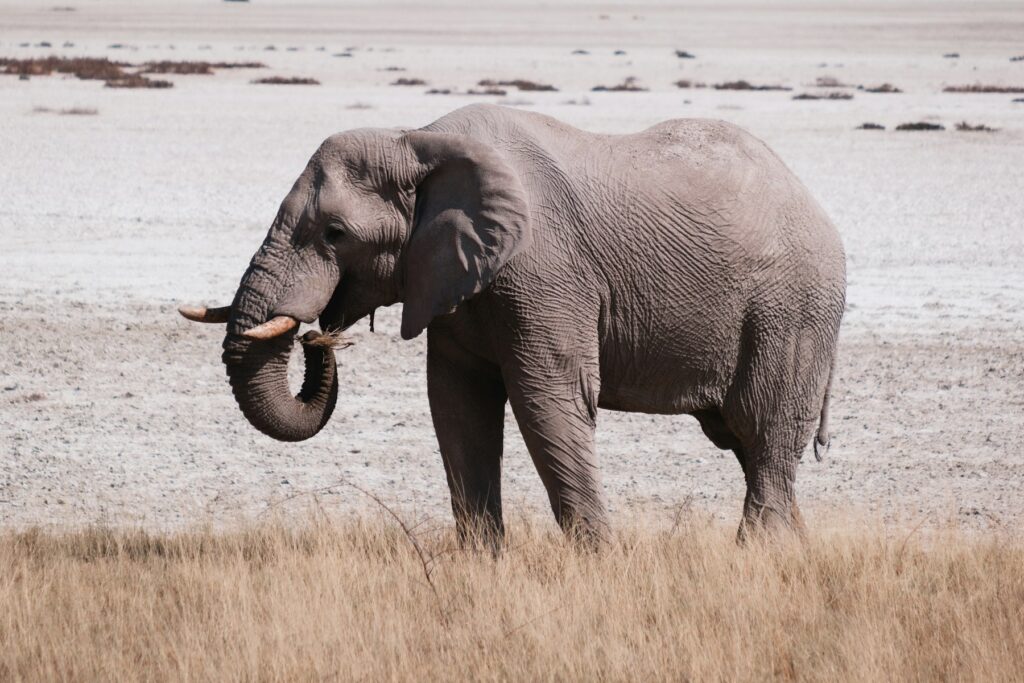 Elephant warning signals guide illustrated by a bull elephant on the Etosha Pan