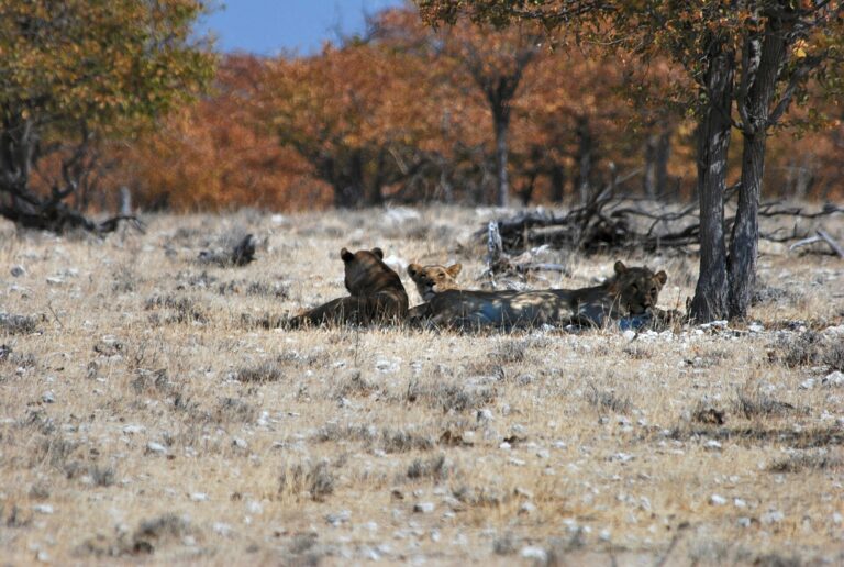 Calling wildlife in Etosha should be avoided so resting lions remain undisturbed