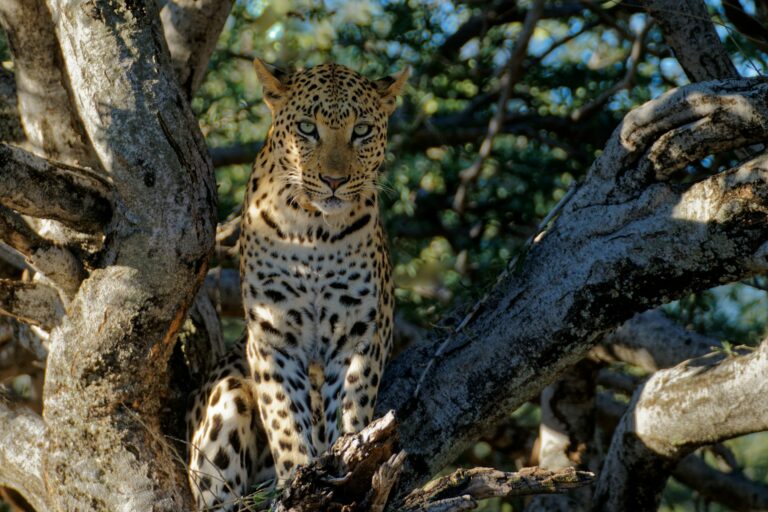Leopards in Etosha can rest in the branches of mature woodland trees