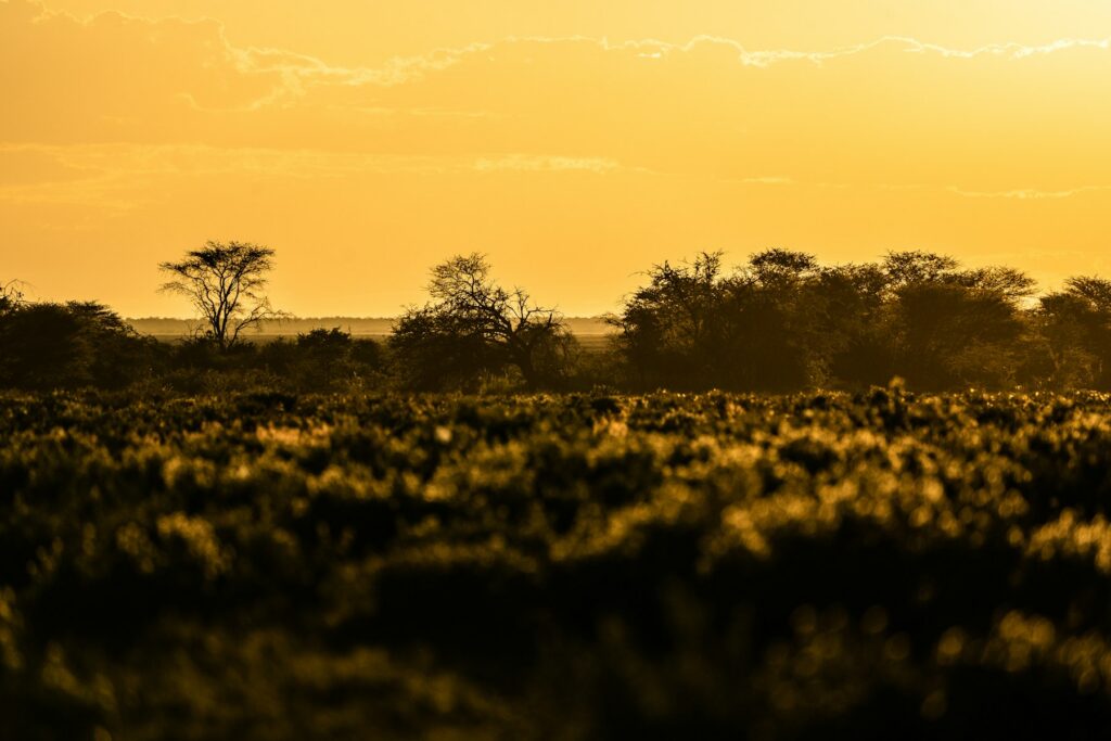 Etosha temperature swings as low golden light warms the park landscape