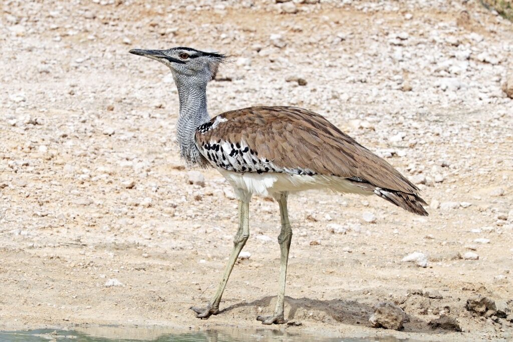 Bustards and korhaans in Etosha represented by a male Kori bustard on open ground
