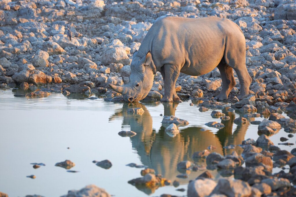 Black rhino photography at a floodlit Etosha waterhole