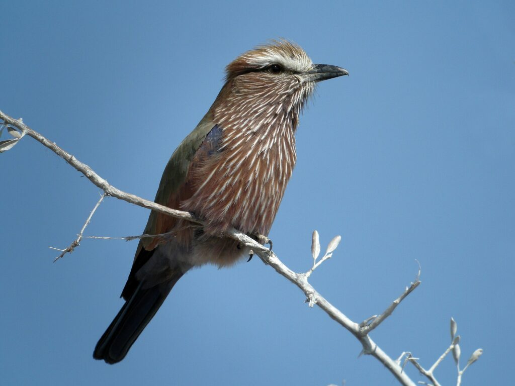 Rufous-crowned roller observed with an Etosha birdwatching guide
