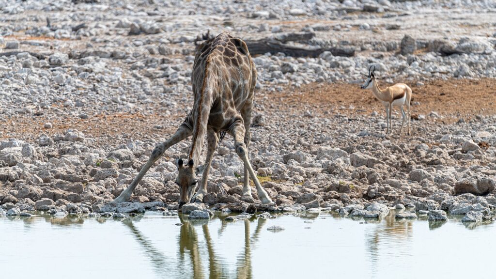 Giraffe spreading its forelegs to drink at an Etosha waterhole