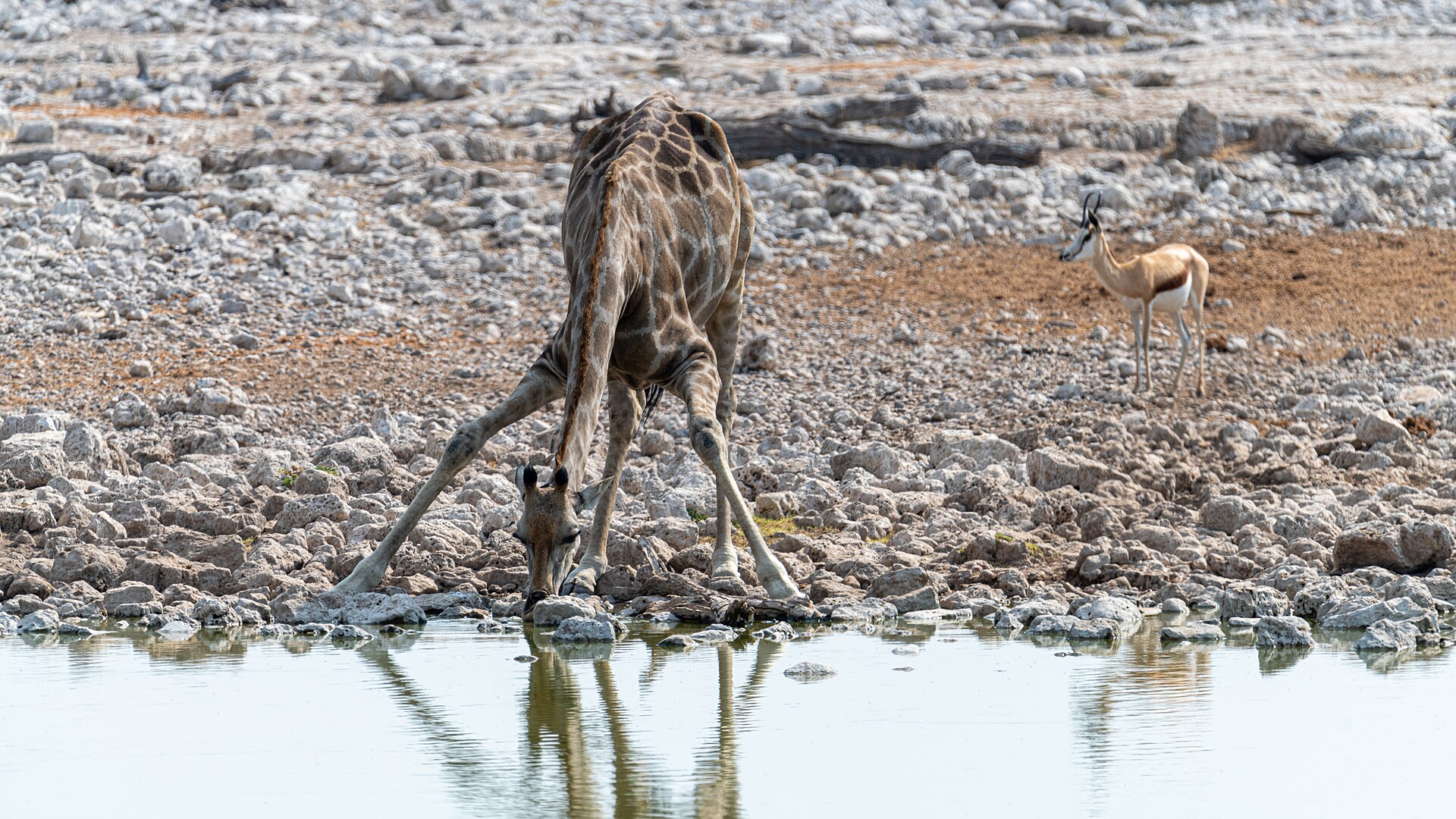 photographing giraffes drinking — Giraffe spreading its forelegs to drink at an Etosha waterhole