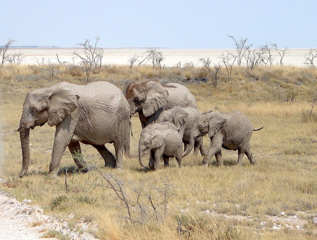 Elephants beside the Etosha Pan during four nights in Etosha