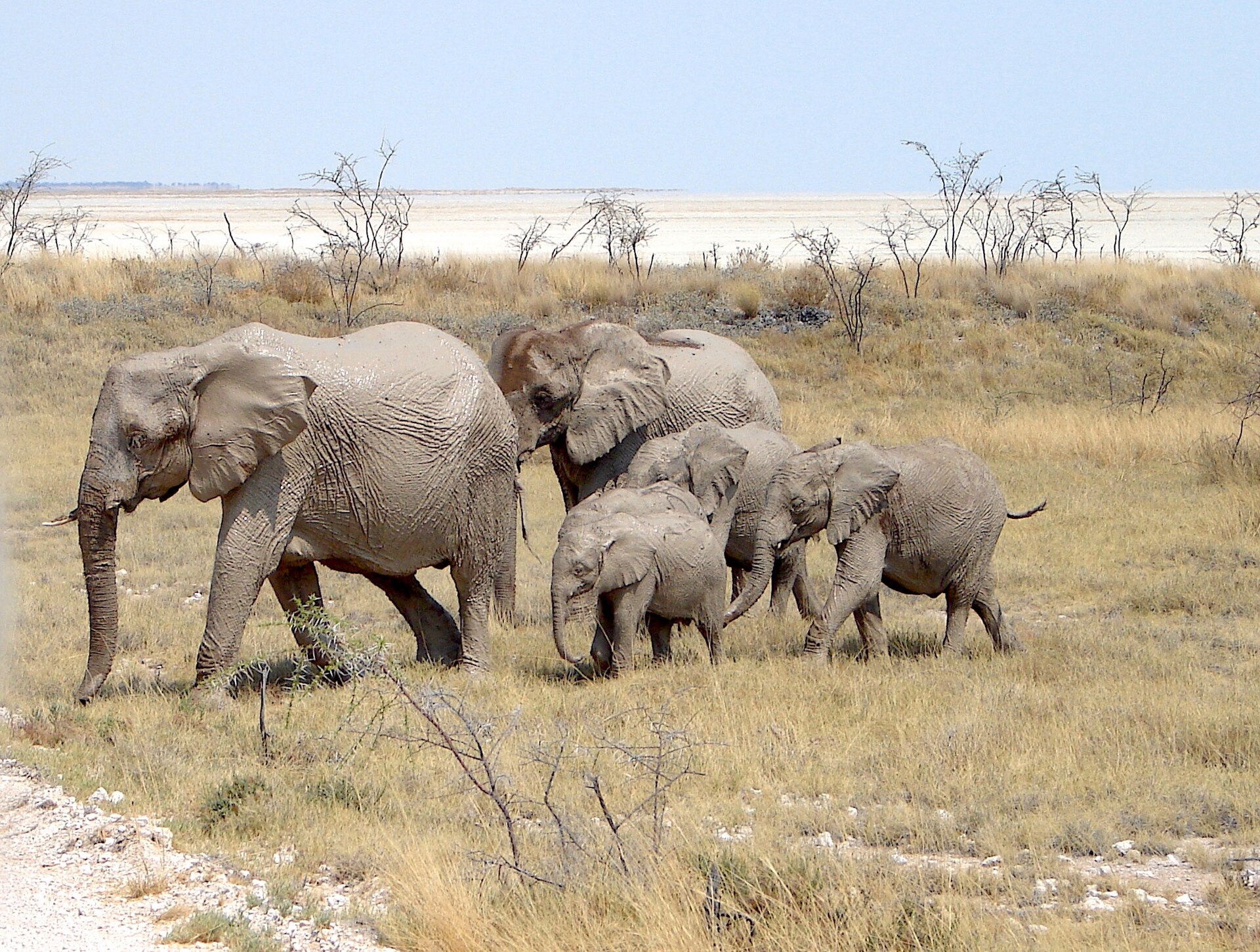 Elephants beside the Etosha Pan during four nights in Etosha