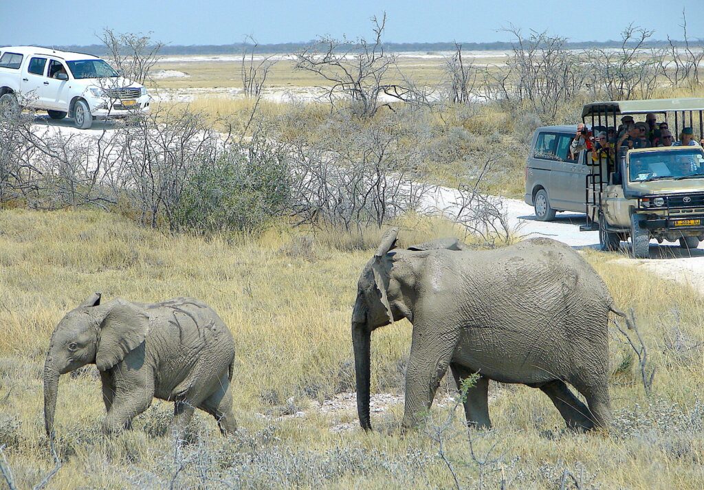 Game-drive vehicle illustrating solo self-drive Etosha planning