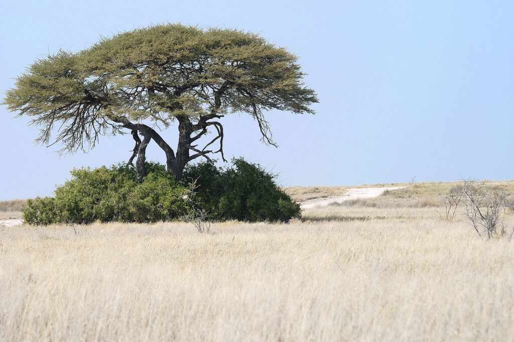 Open grasslands of Etosha with pale grass and a wide horizon