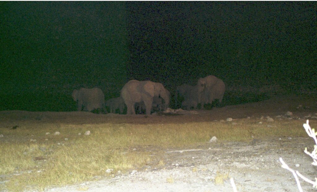Moringa waterhole for a Halali sector game-drive plan