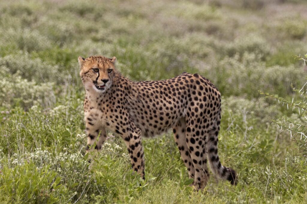 South African cheetah in open plains habitat in Etosha National Park