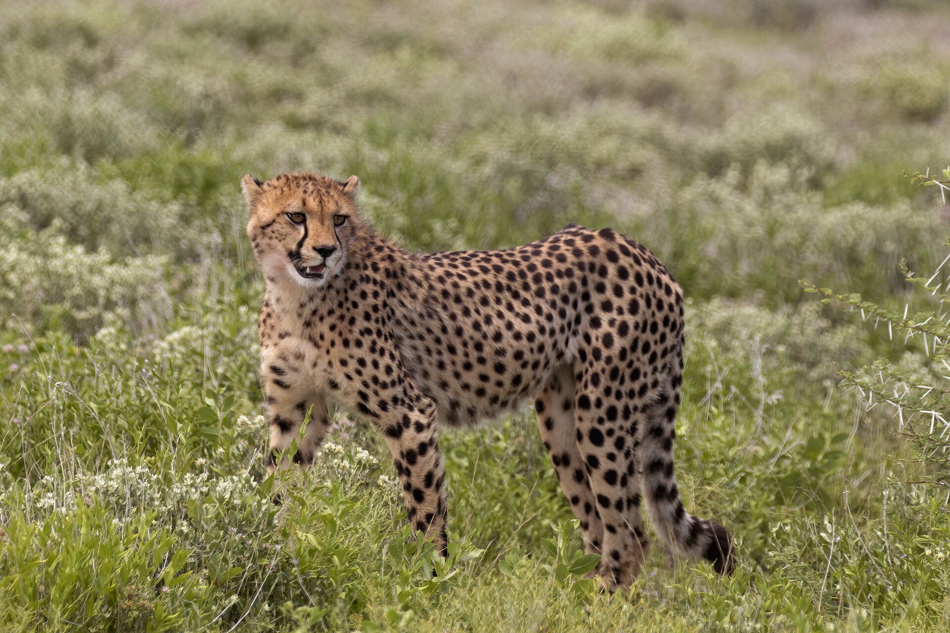 Cheetahs in Etosha on open plains in Etosha National Park