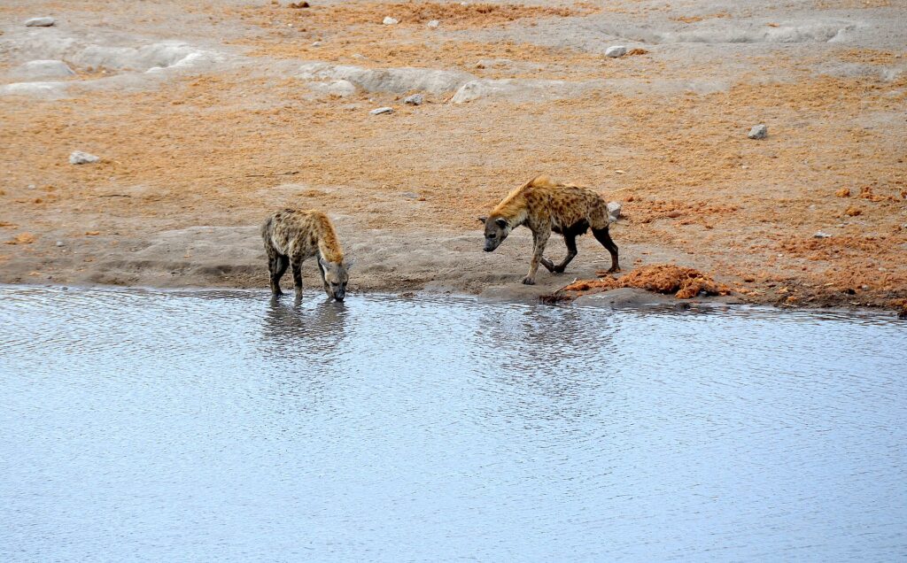 Spotted hyenas in Etosha standing beside a waterhole