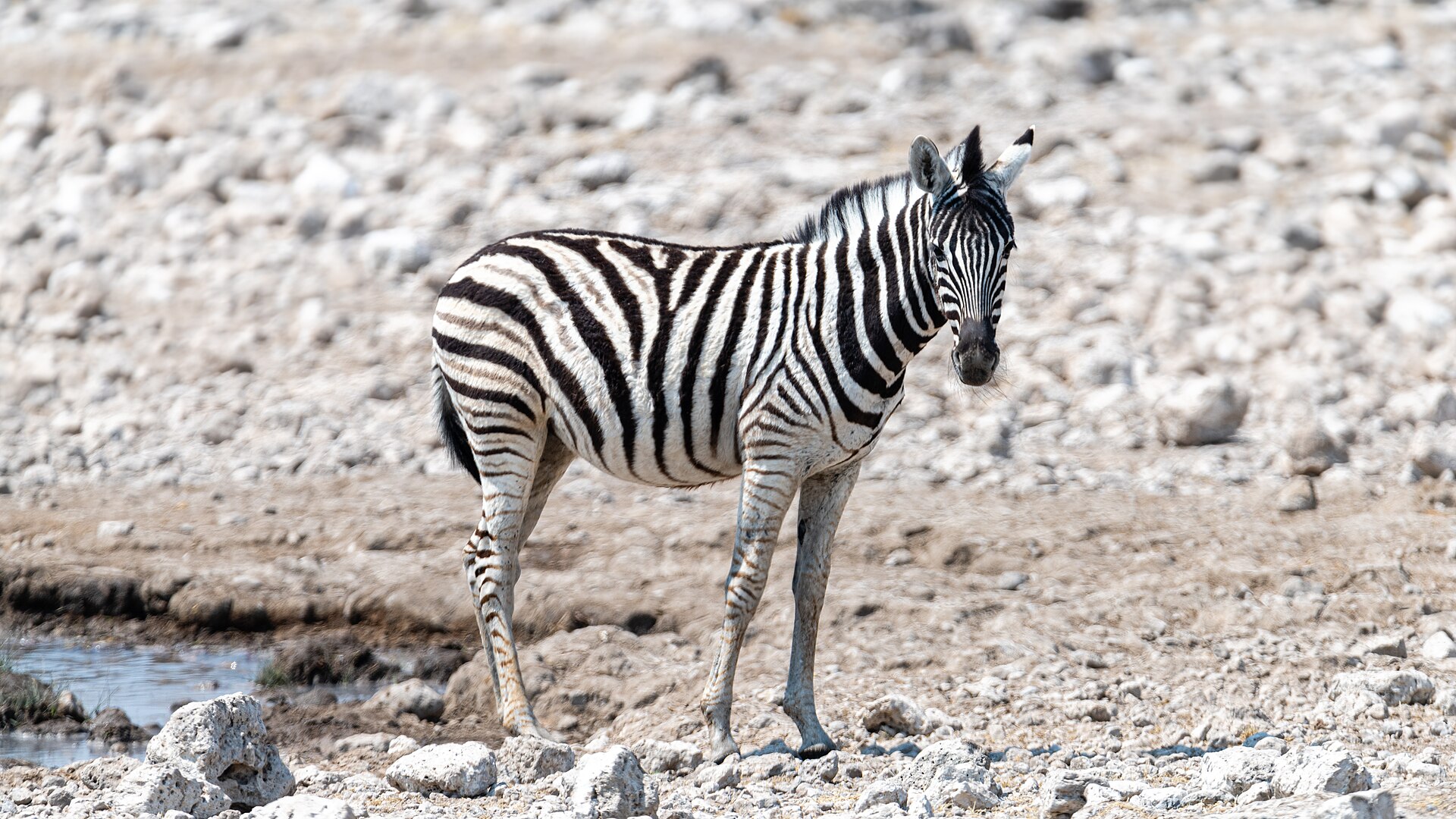 Rietfontein Waterhole — Zebra standing at Rietfontein Waterhole in Etosha