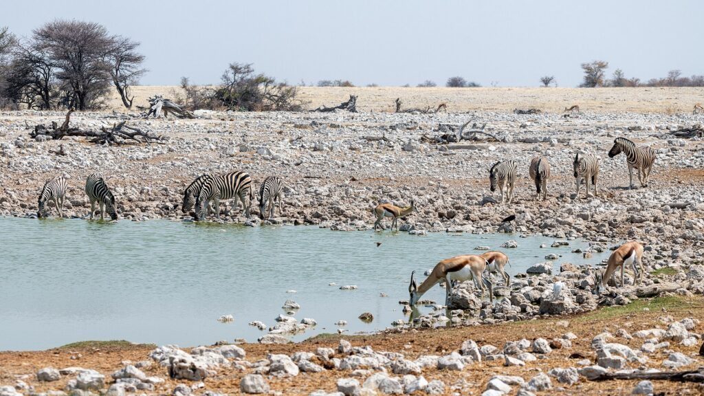 Zebras and springbok demonstrating wildlife access at an Etosha waterhole